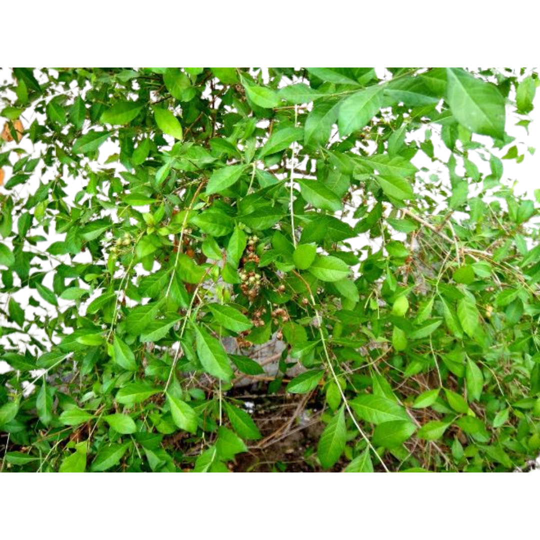 Kochechi Herbal Harmony Henna Leaves Dried Kochechi Herbal Harmony Henna Leaves Dried