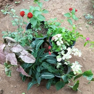 Kochechi plants sale